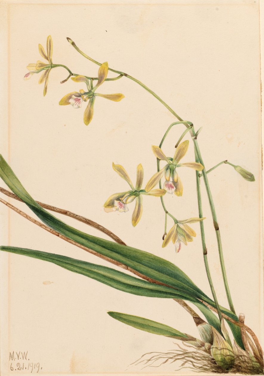 Tampa Epidendrum (Epidendrum tampense) tekijältä Mary Vaux Walcott