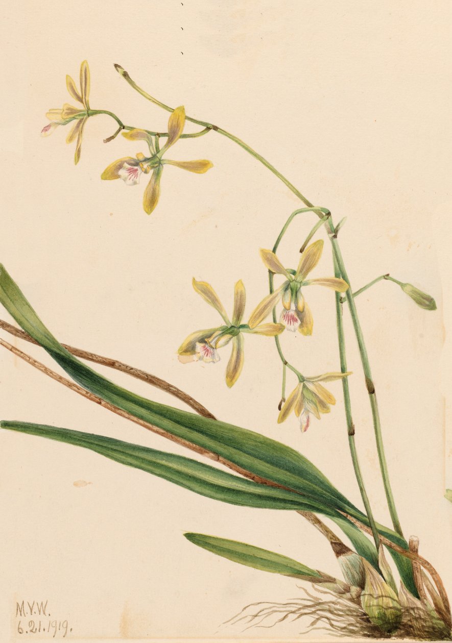 Tampa Epidendrum Epidendrum tampense, 1919. tekijältä Mary Vaux Walcott