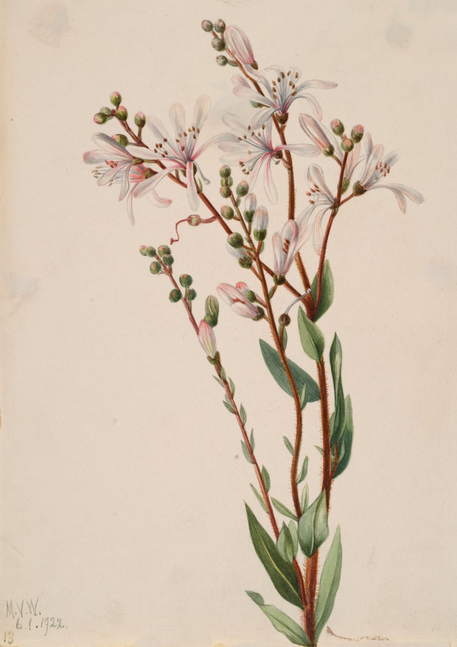 Tarflower Befaria racemosa, 1922. tekijältä Mary Vaux Walcott