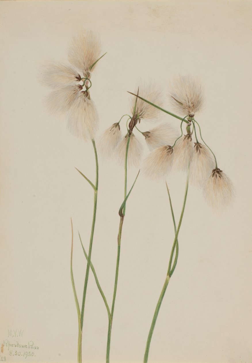 Tupsupuuvillaruoho Eriophorum angustifolium, 1920. tekijältä Mary Vaux Walcott
