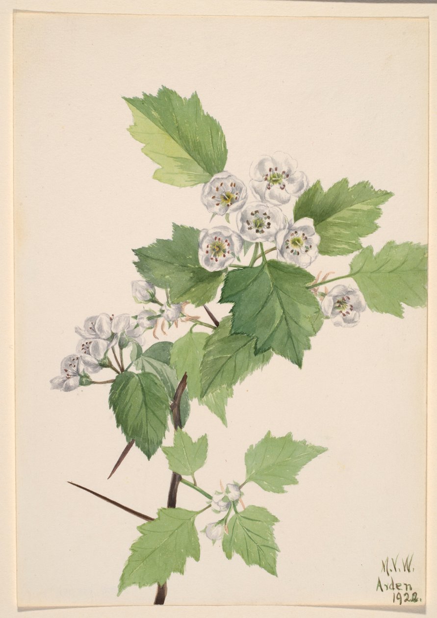 Pihlaja orapihlaja (Crataegus coccinea) tekijältä Mary Vaux Walcott