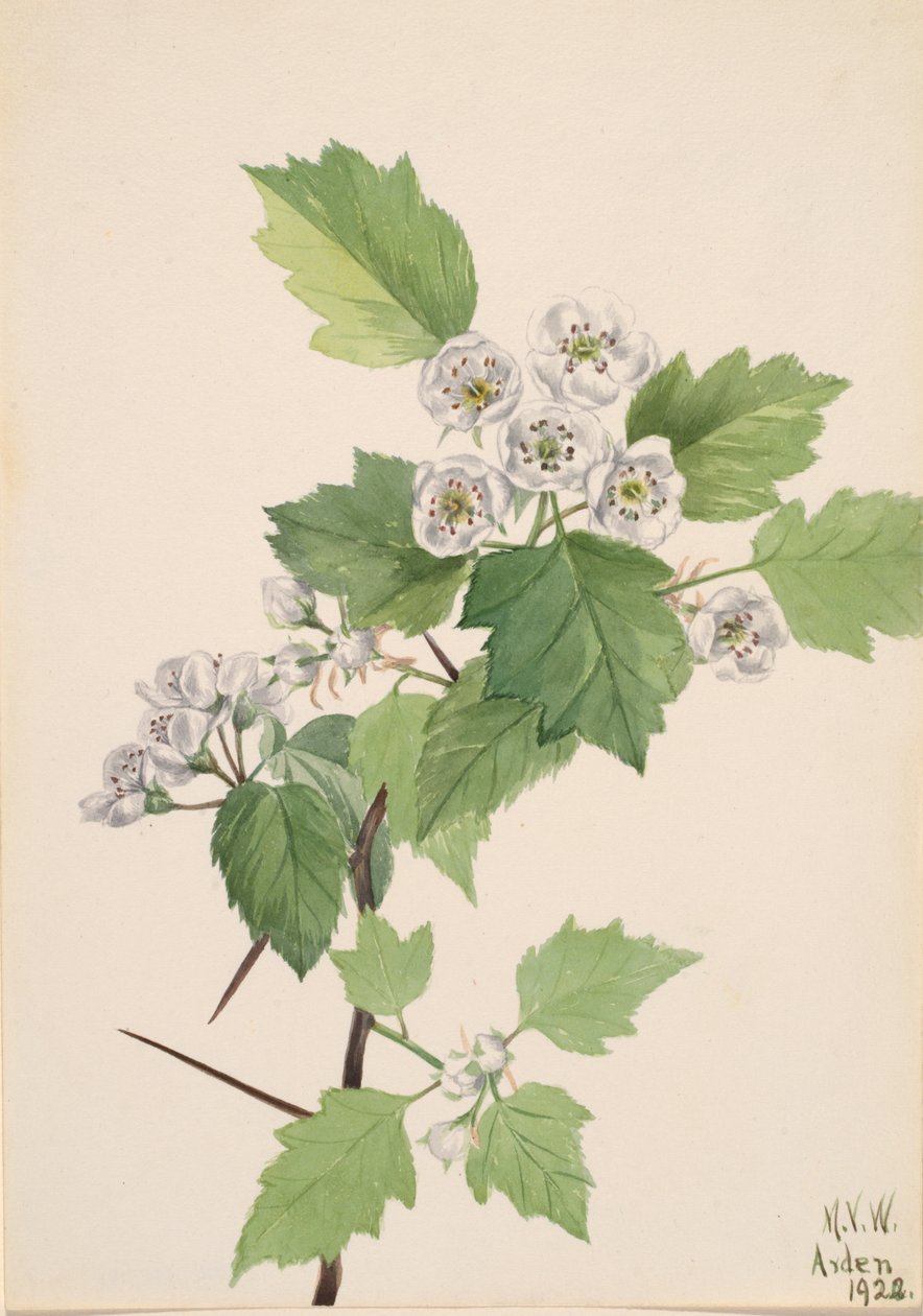 Thicket Hawthorn Crataegus coccinea, 1922. tekijältä Mary Vaux Walcott