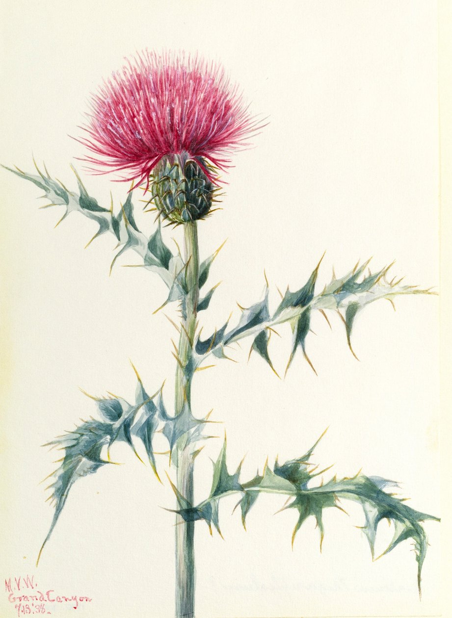 Ohdake (Cirsium arizonica) tekijältä Mary Vaux Walcott