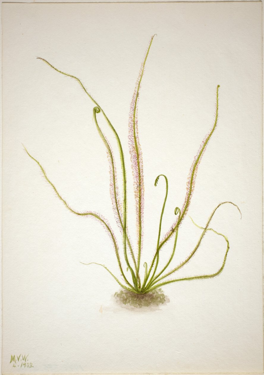Kierre lehti Sundew (Drosera rotundifolia) tekijältä Mary Vaux Walcott