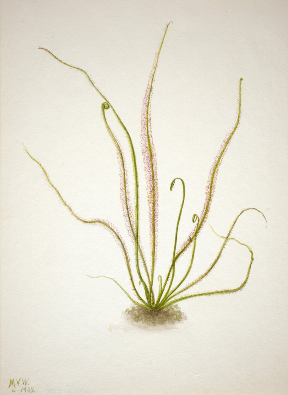 Lankalehti Sundew Drosera rotundifolia, 1933. tekijältä Mary Vaux Walcott