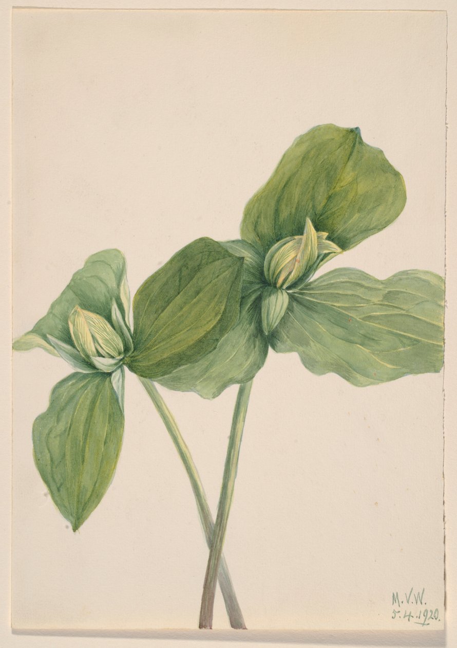 Toukka Trillium (Trillium sessile) tekijältä Mary Vaux Walcott