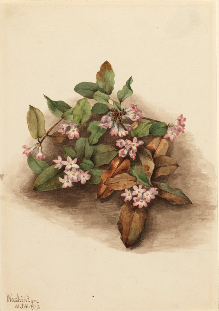 Perässä oleva Arbutus Epigaea repens, 1917. tekijältä Mary Vaux Walcott