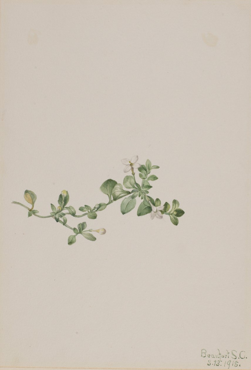 Houstonia procumbens (Houstonia procumbens), perässä kulkeva Houstonia (Houstonia procumbens) tekijältä Mary Vaux Walcott