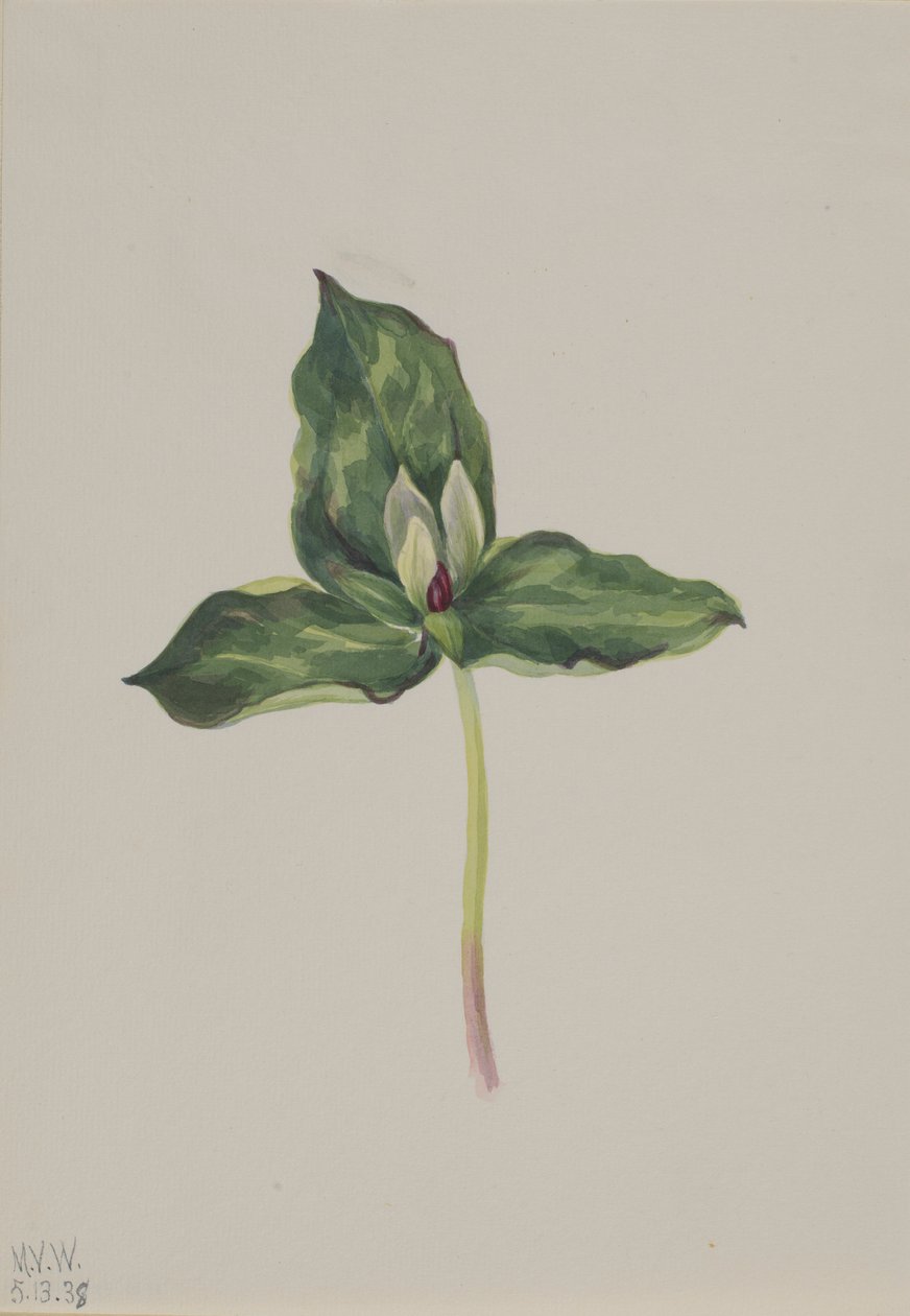 Trillium discolor tekijältä Mary Vaux Walcott