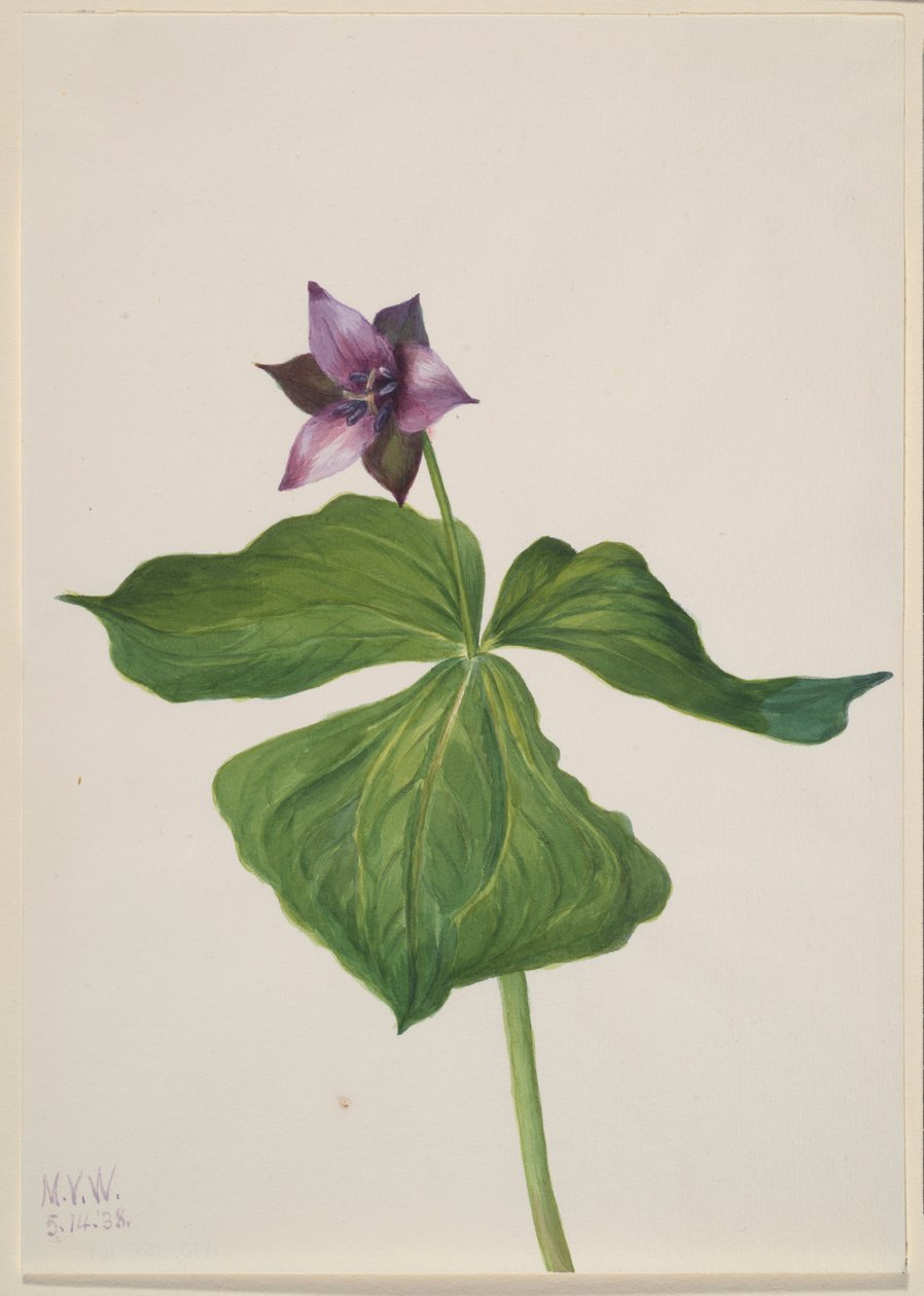 Trillium erectum tekijältä Mary Vaux Walcott