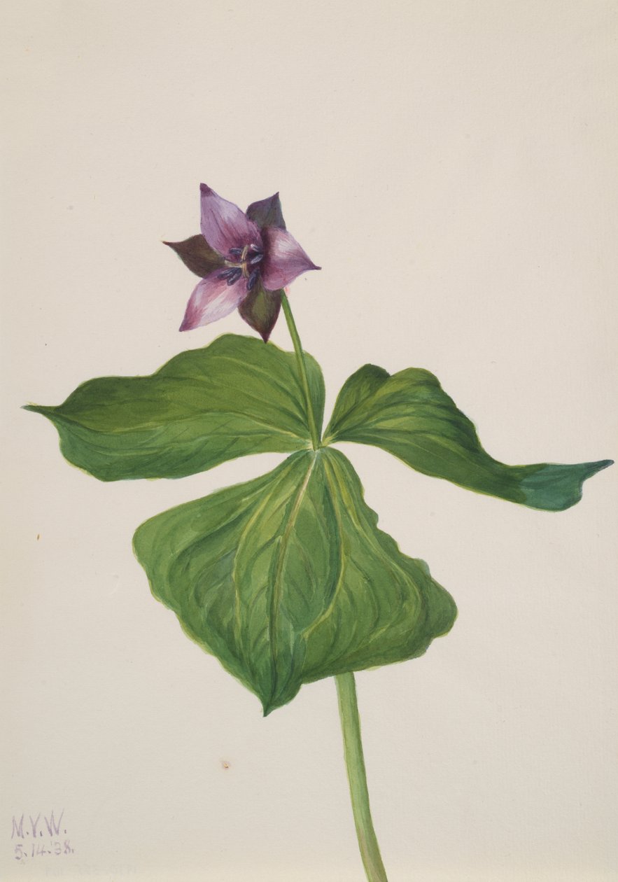 Trillium pystytettiin 1938. tekijältä Mary Vaux Walcott