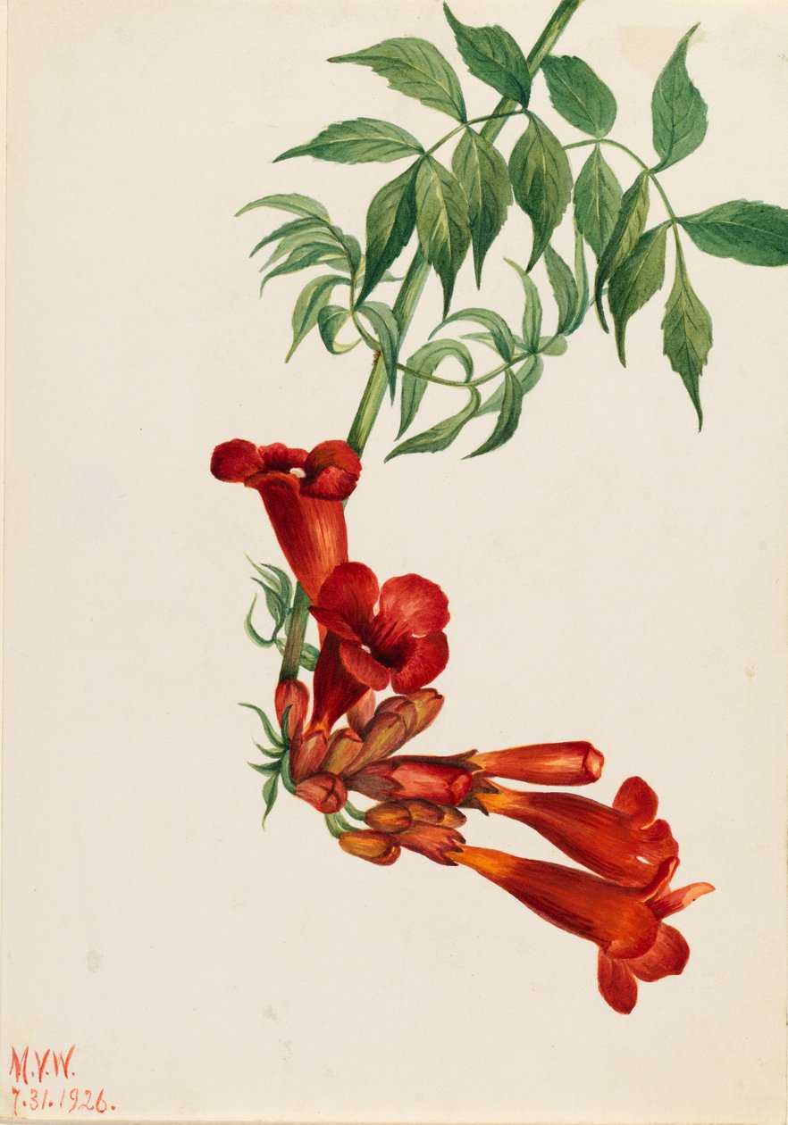 Trumpetti Creeper (Bignonia radicans) tekijältä Mary Vaux Walcott