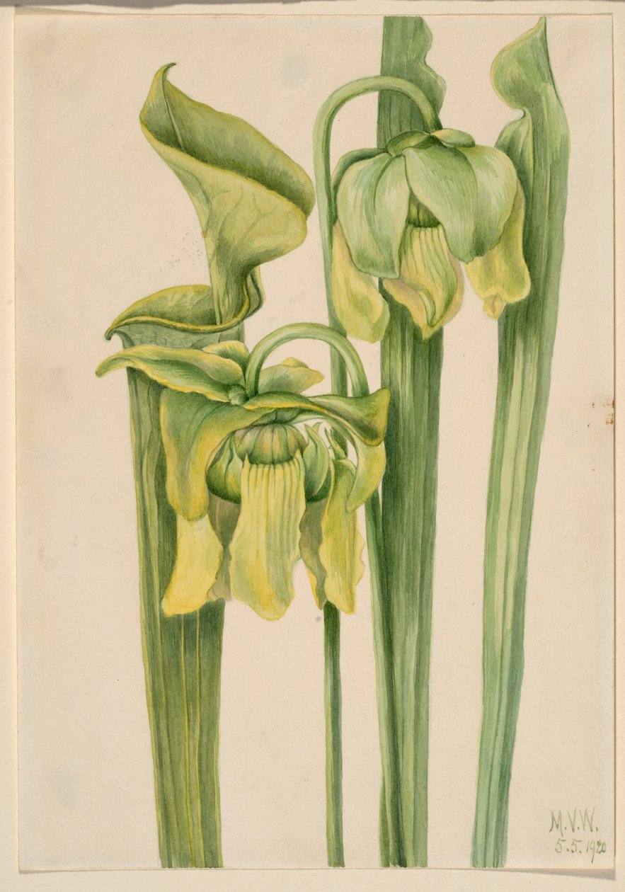 Trumpetleaf (Sarracenia flava) tekijältä Mary Vaux Walcott