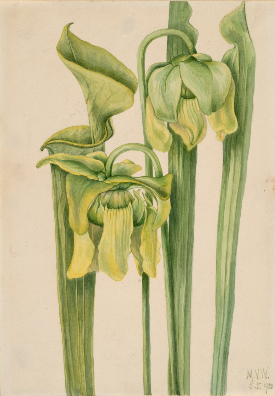 Trumpetinlehti Sarracenia flava, 1920. tekijältä Mary Vaux Walcott