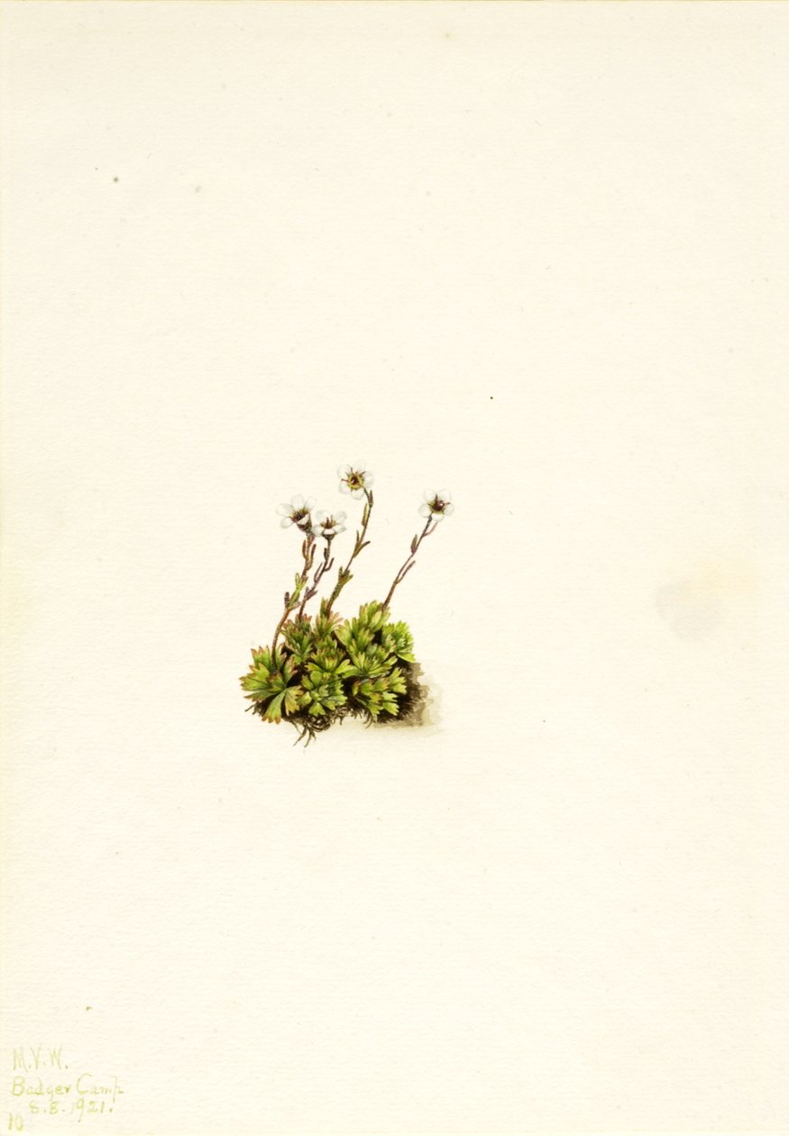 Tufted Saxifrage Saxifraga caespitosa, 1921. tekijältä Mary Vaux Walcott