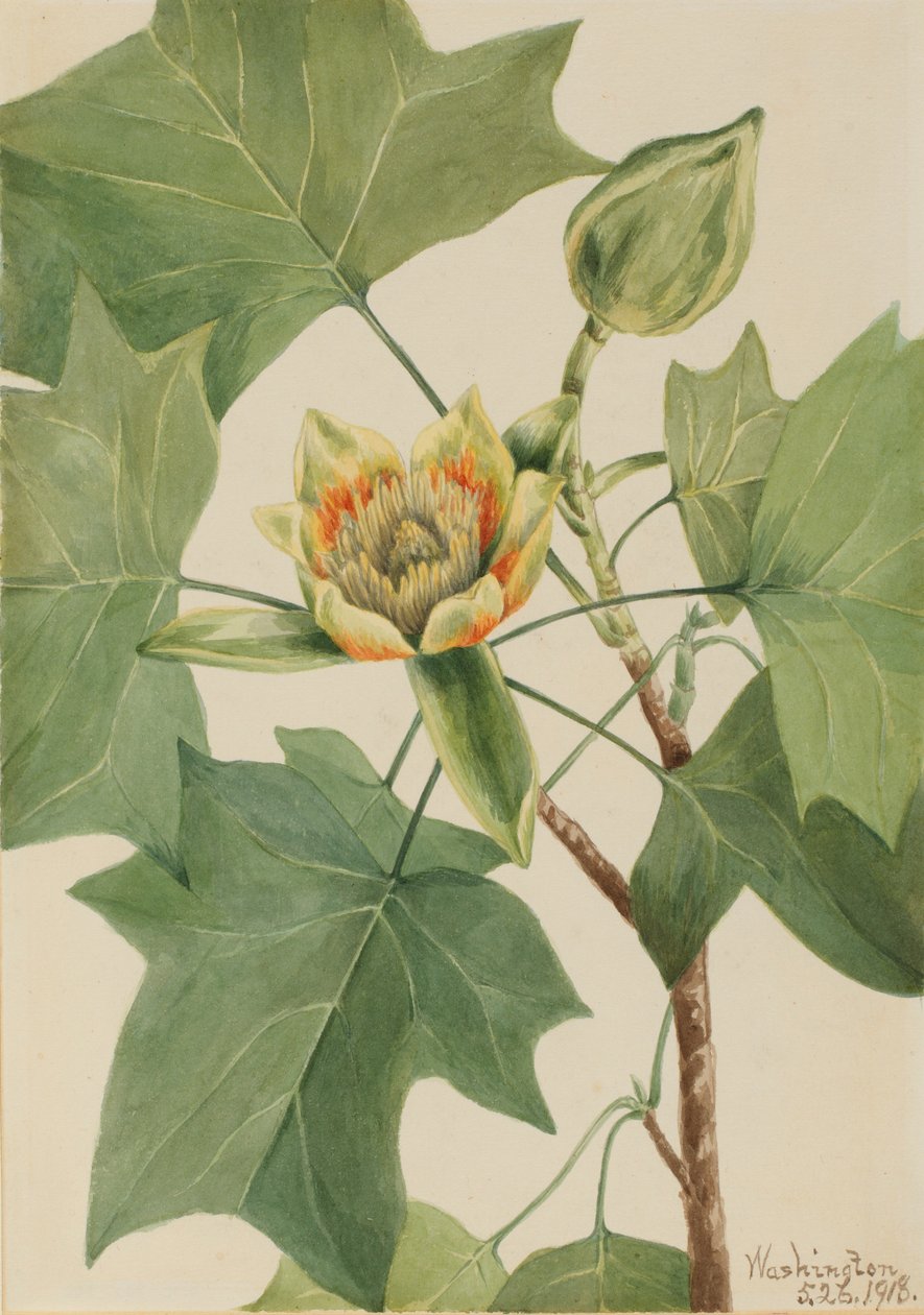 Tulipuu (Liriodendron tulipifera) tekijältä Mary Vaux Walcott