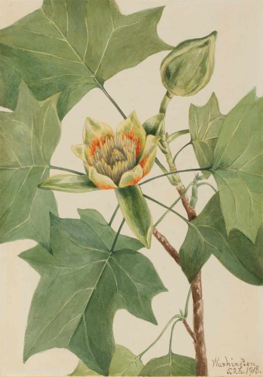 Tulppaanipuu Liriodendron tulipifera, 1918. tekijältä Mary Vaux Walcott
