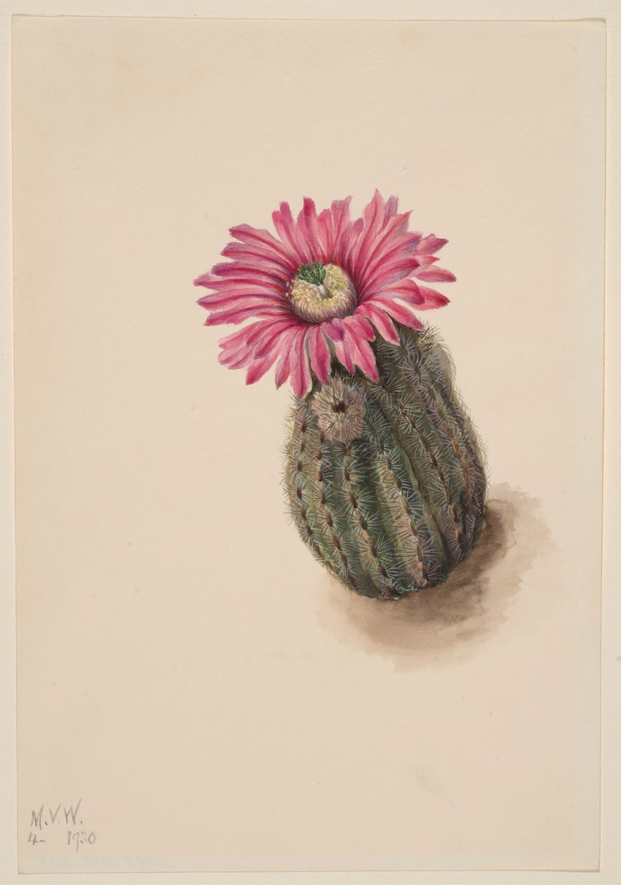 Kalkkunapääkaktus (Echinocerus perbellus) tekijältä Mary Vaux Walcott