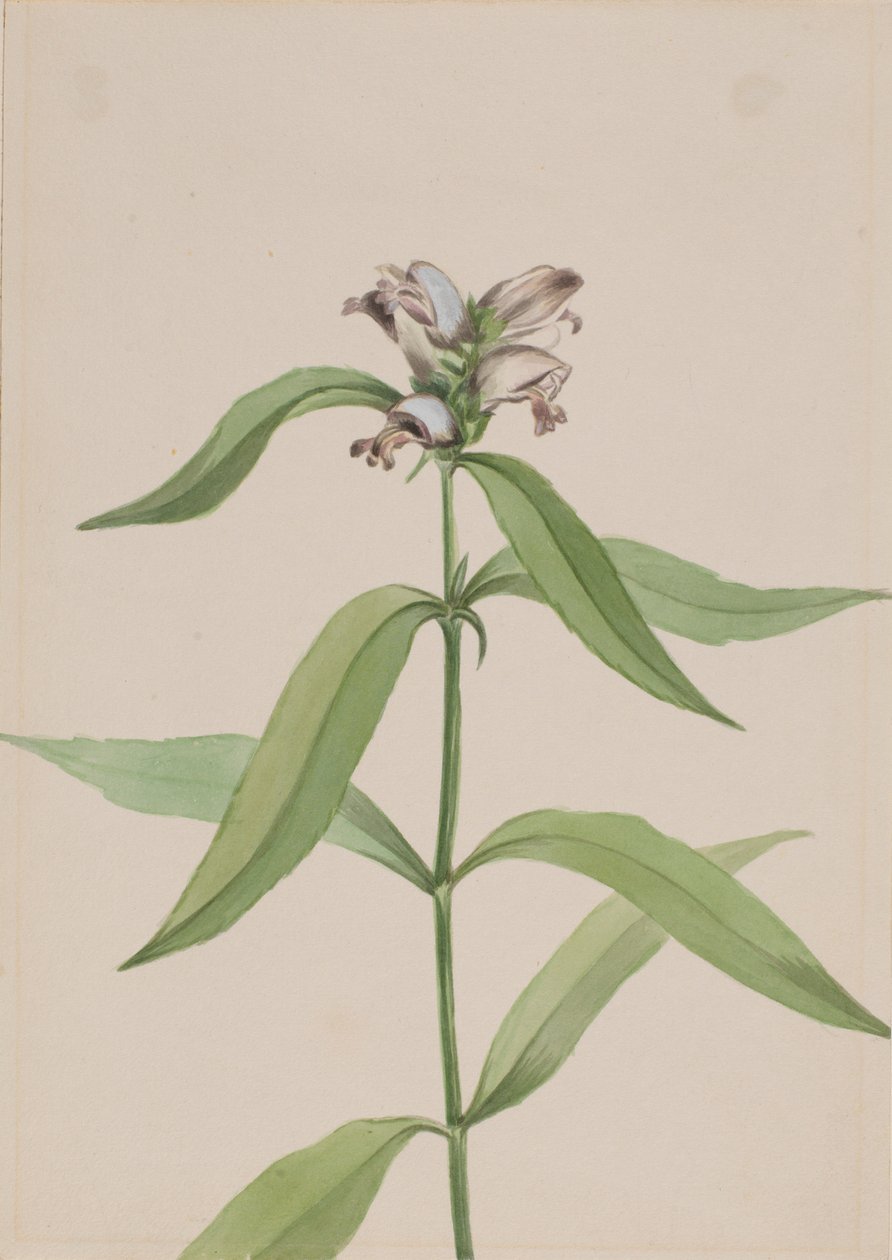 Kilpikonnapää (Chelone glabra) tekijältä Mary Vaux Walcott