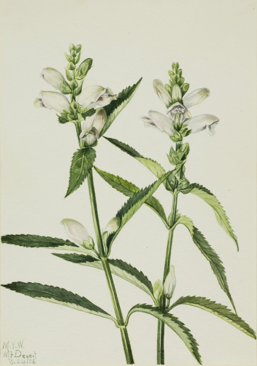 Turtlehead Chelone glabra, 1926. tekijältä Mary Vaux Walcott