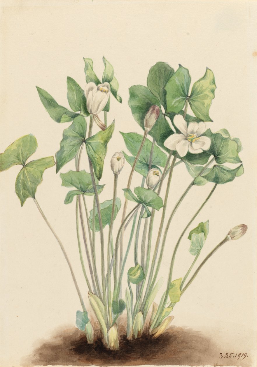 Kaksoislehti (Jeffersonia diphylla) tekijältä Mary Vaux Walcott