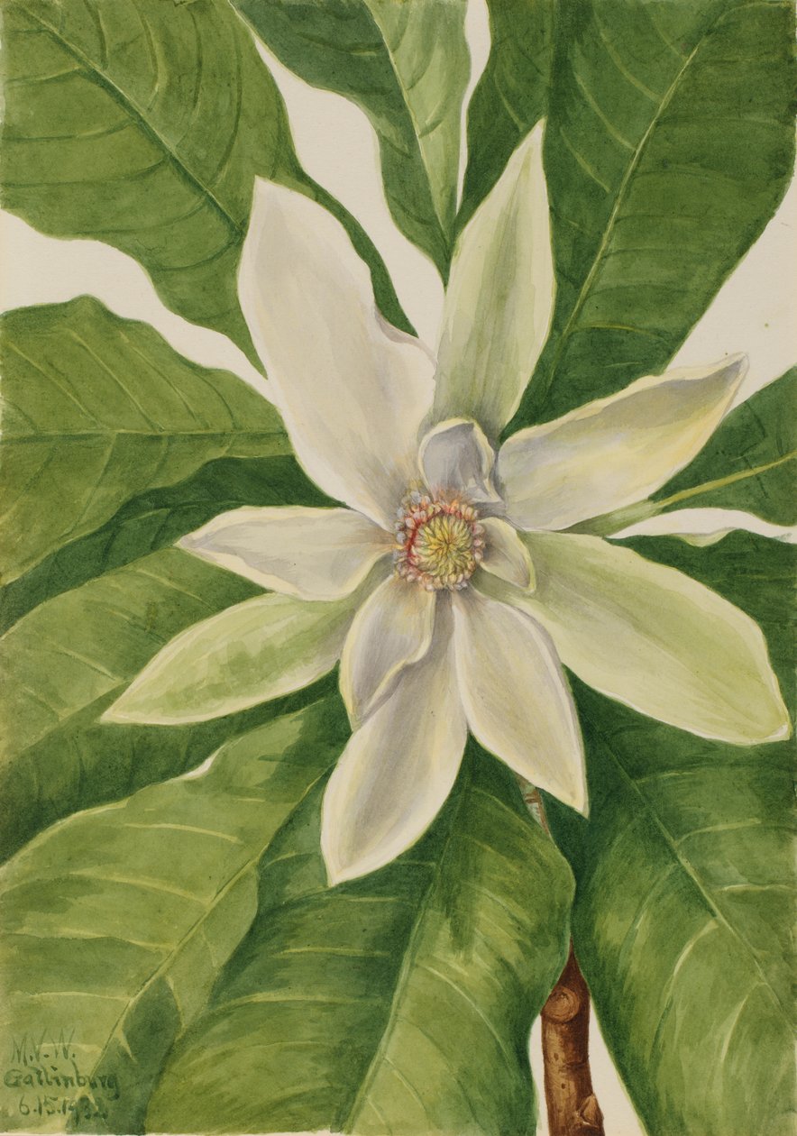 Sateenvarjopuu (Magnolia tripetala) tekijältä Mary Vaux Walcott