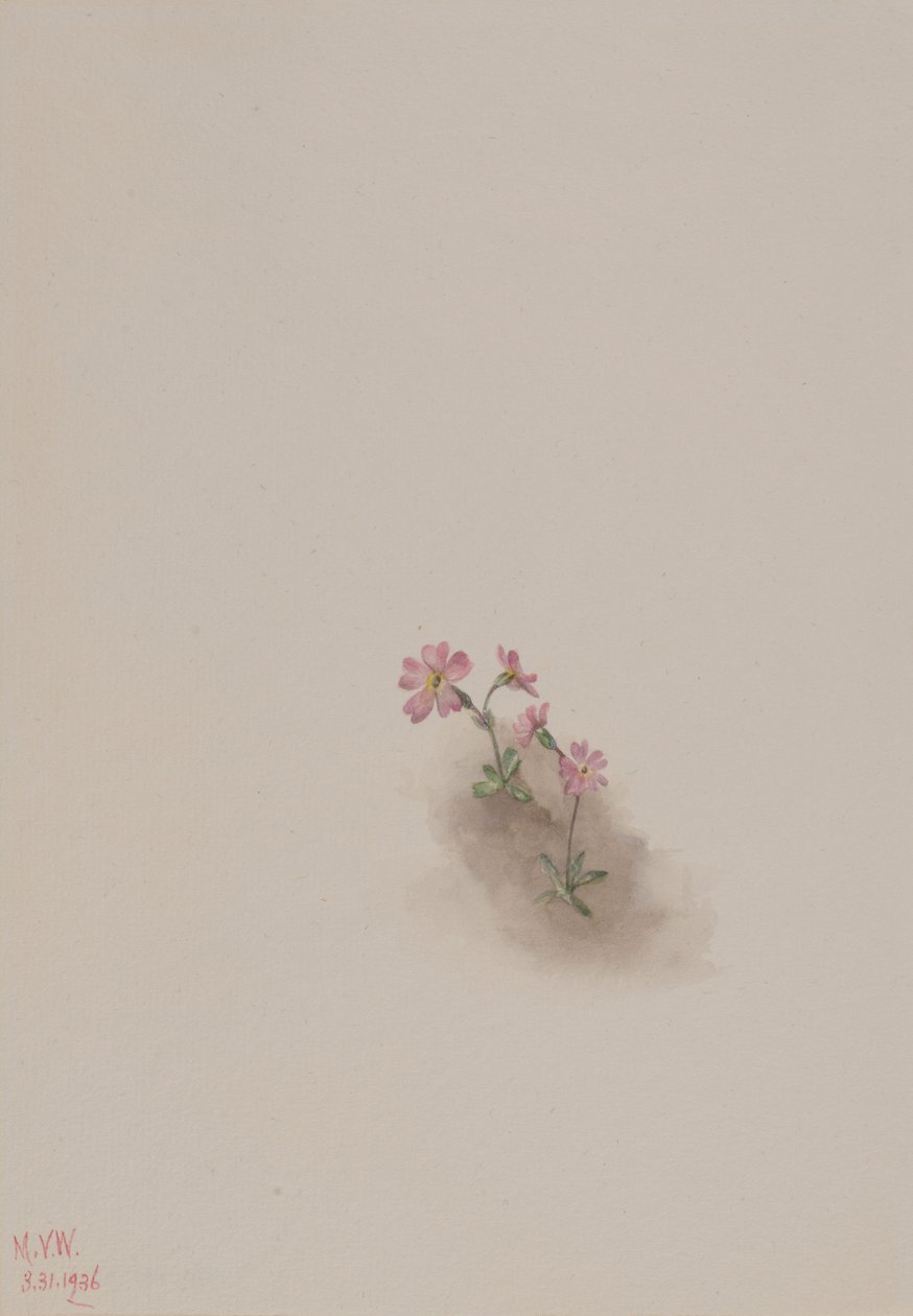 Nimetön-kukkatutkimus tekijältä Mary Vaux Walcott