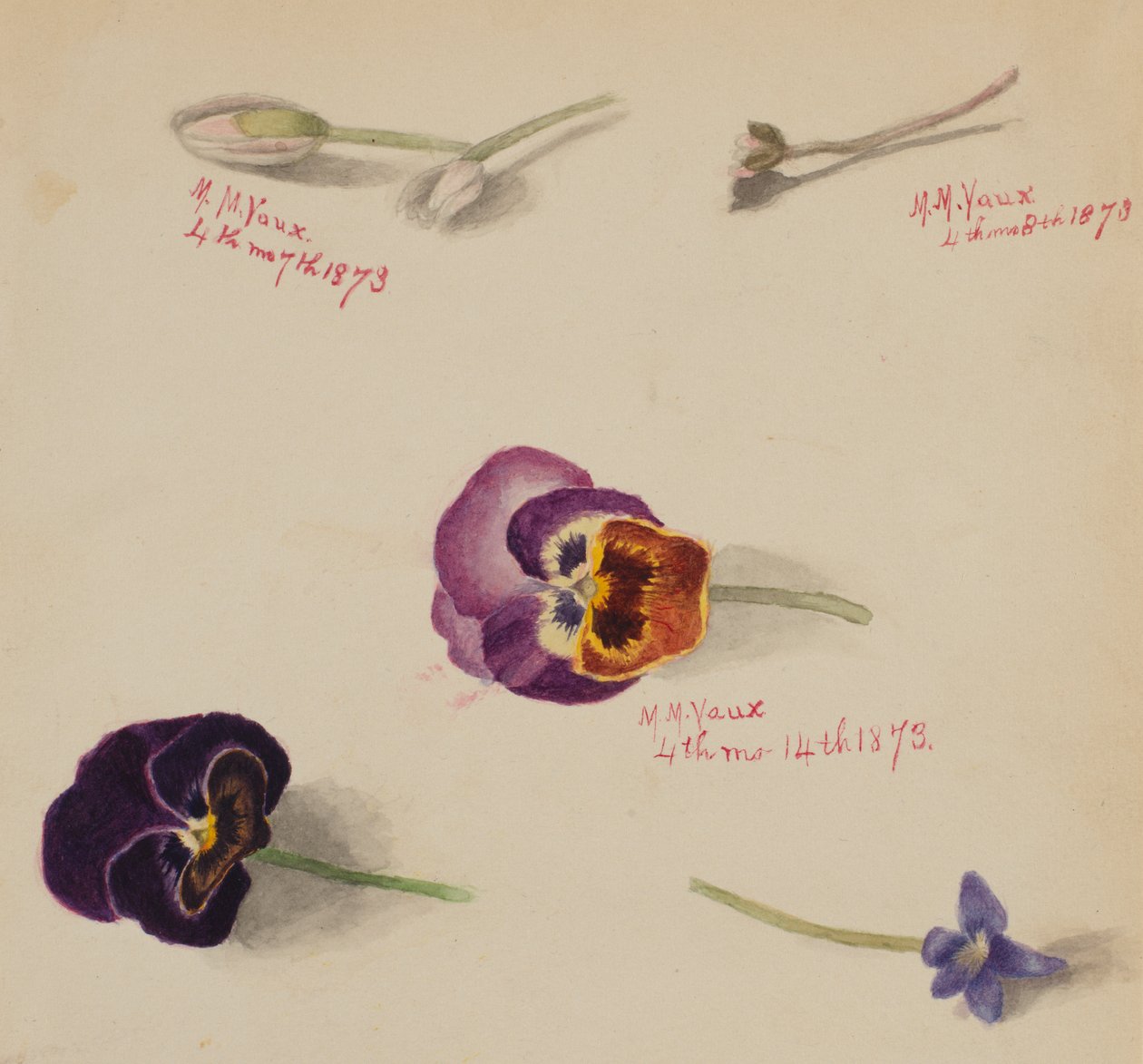 Nimetön - Kukkatutkimus, 1873. tekijältä Mary Vaux Walcott