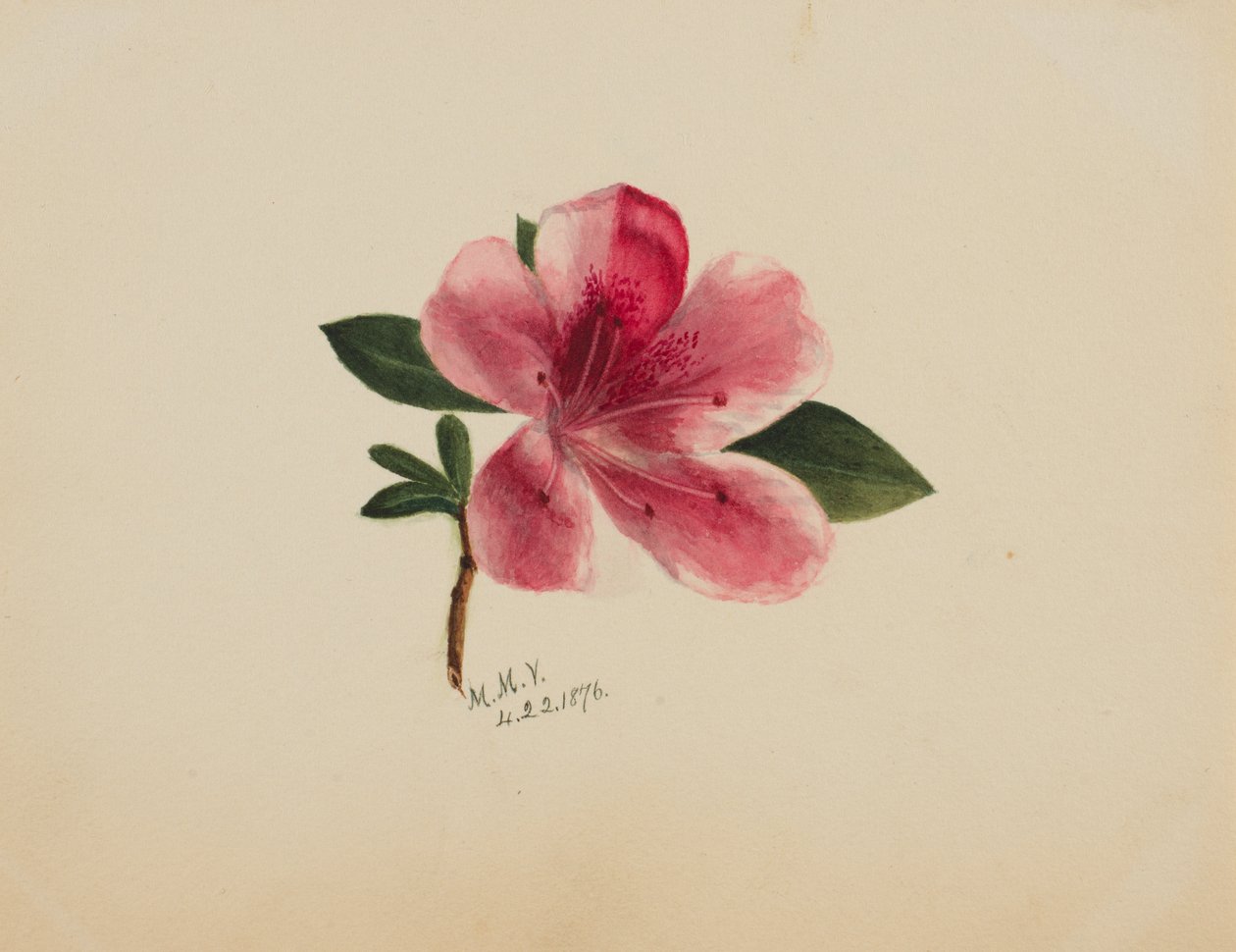 Nimetön - Kukkatutkimus, 1876. tekijältä Mary Vaux Walcott