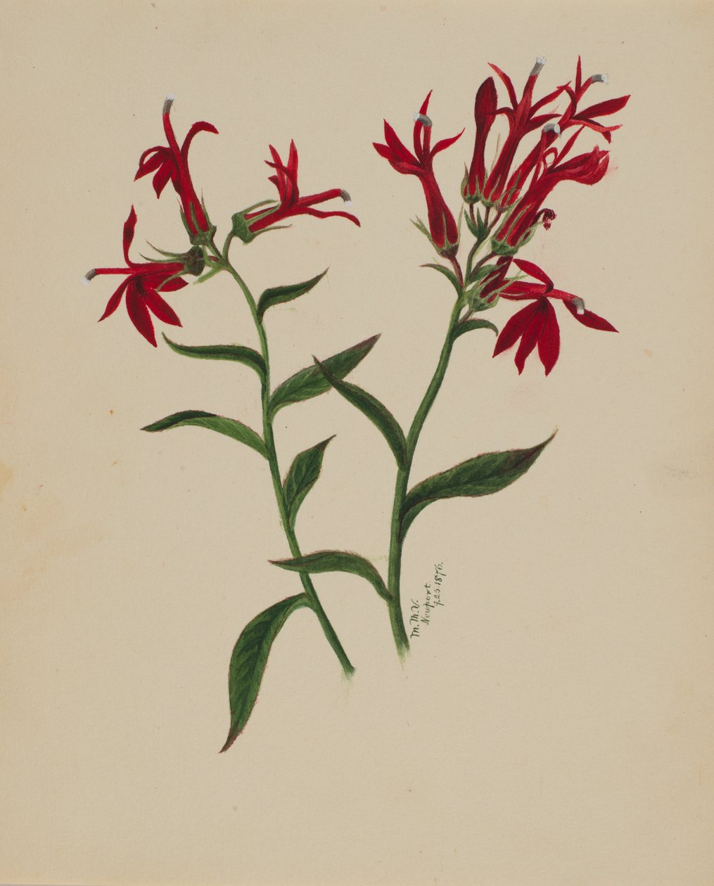 Nimetön - Kukkatutkimus, 1876. tekijältä Mary Vaux Walcott