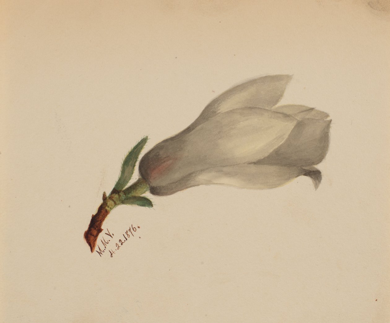Nimetön - Kukkatutkimus, 1876. tekijältä Mary Vaux Walcott