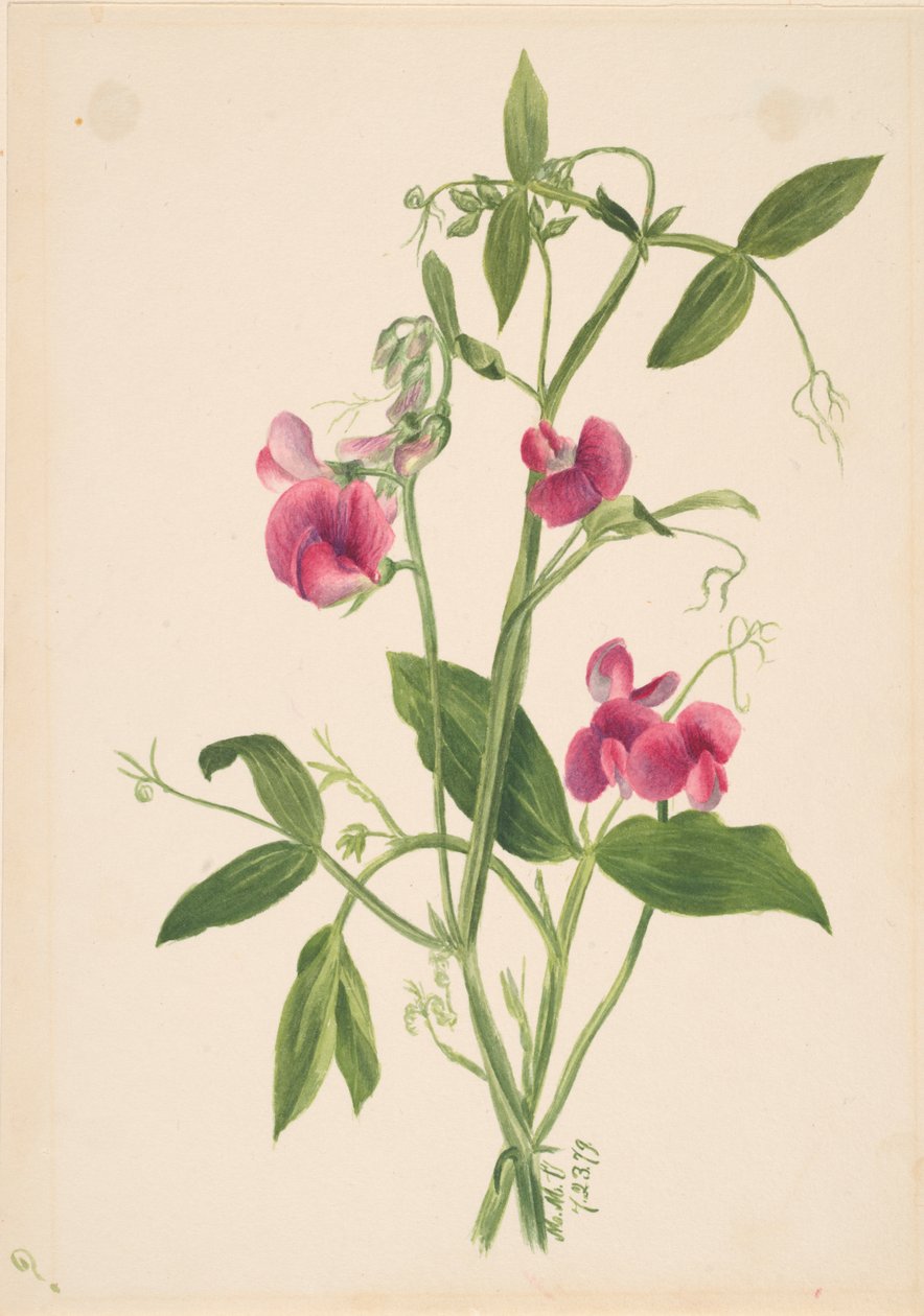 Nimetön - Kukkatutkimus, 1879. tekijältä Mary Vaux Walcott