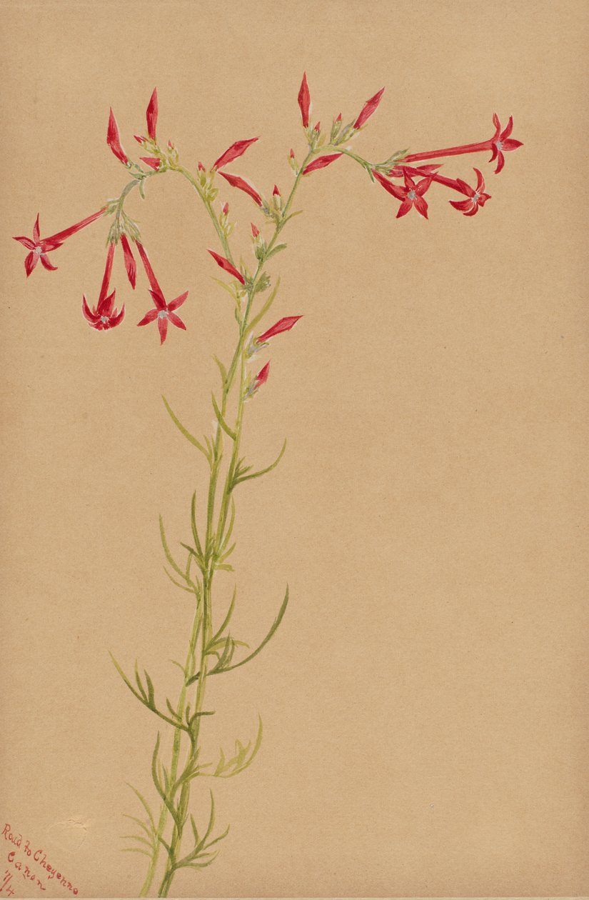 Nimetön - Kukkatutkimus, 1883. tekijältä Mary Vaux Walcott