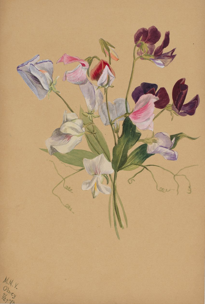 Nimetön - Kukkatutkimus, 1886. tekijältä Mary Vaux Walcott