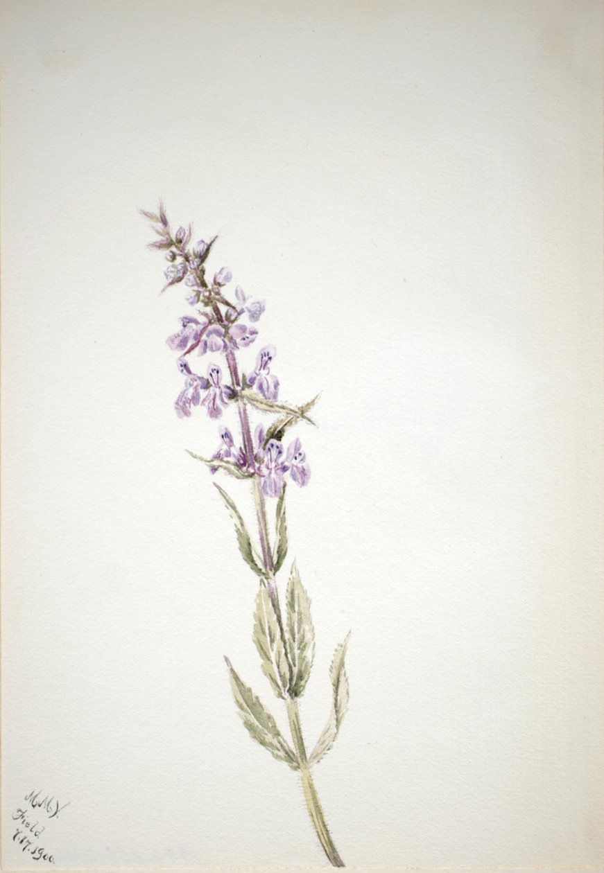 Nimetön - Kukkatutkimus, 1900. tekijältä Mary Vaux Walcott