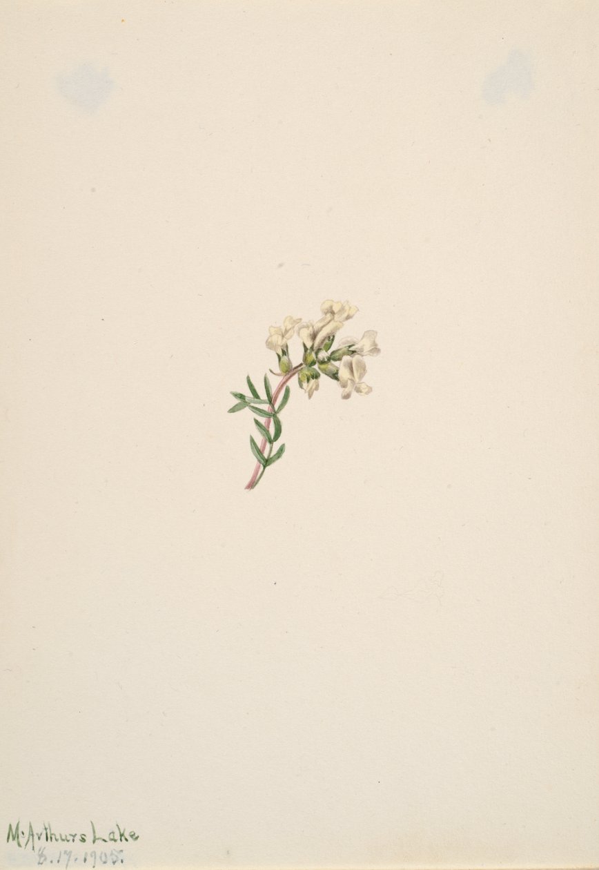 Nimetön - Kukkatutkimus, 1905. tekijältä Mary Vaux Walcott