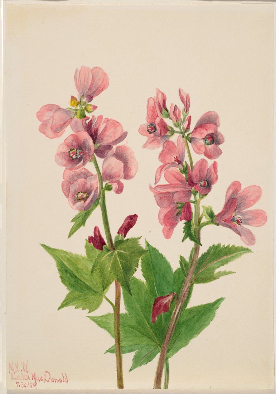 Nimetön - Kukkatutkimus, 1939. tekijältä Mary Vaux Walcott