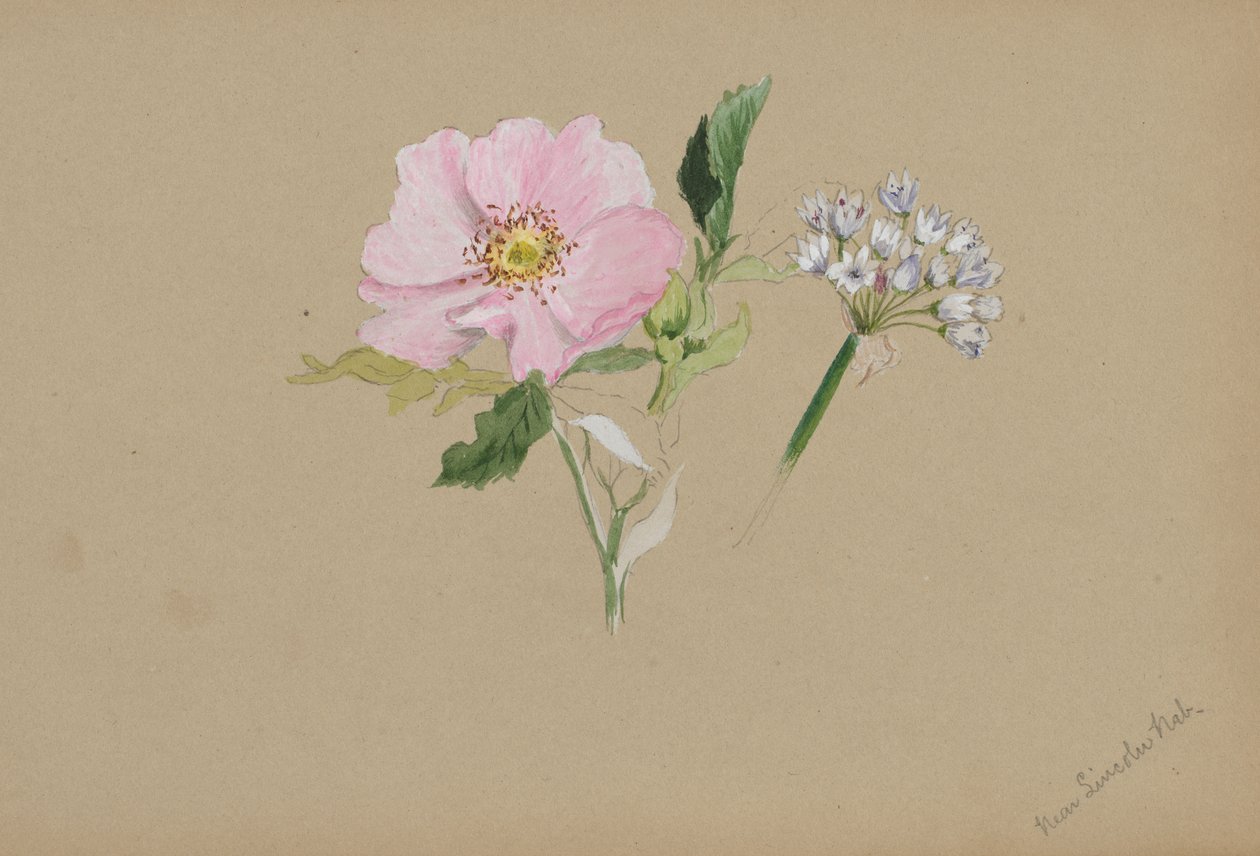 Untitled - Flower Study, n. 1876-1878. tekijältä Mary Vaux Walcott