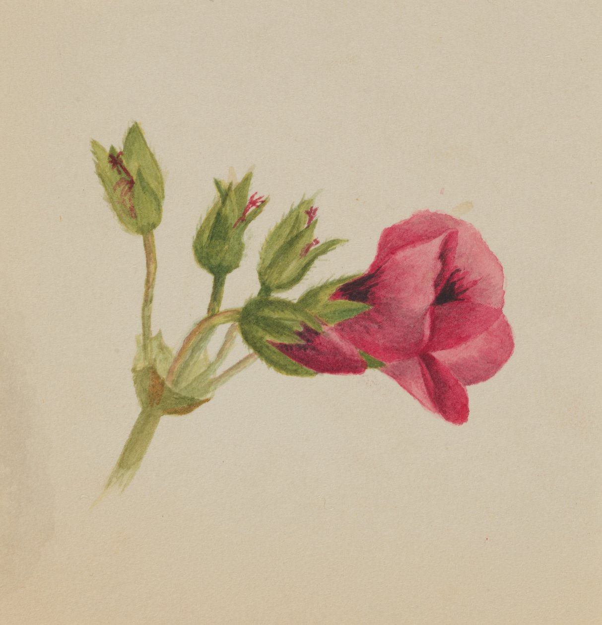 Untitled - Flower Study, n. 1876. tekijältä Mary Vaux Walcott