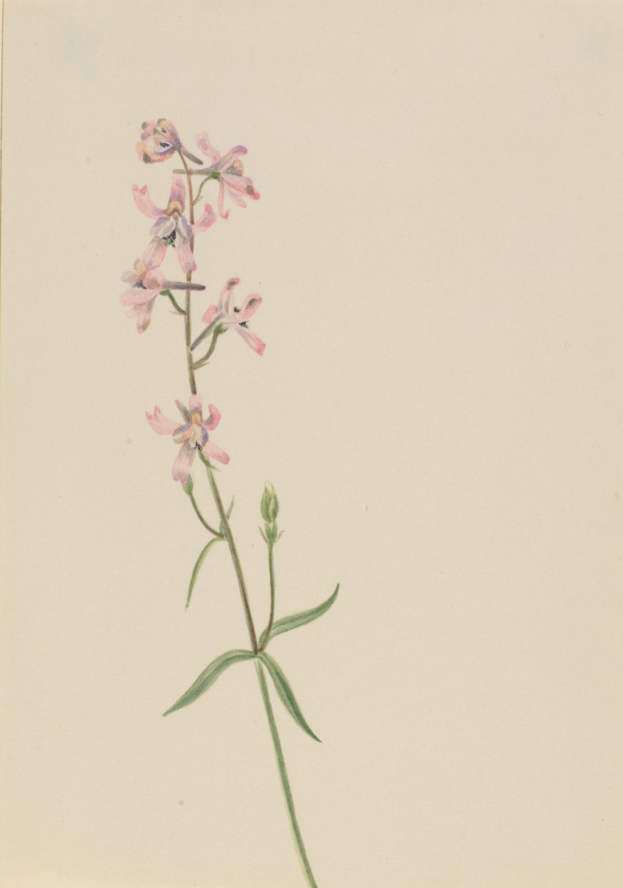 Untitled - Flower Study, n. 1900-1930. tekijältä Mary Vaux Walcott