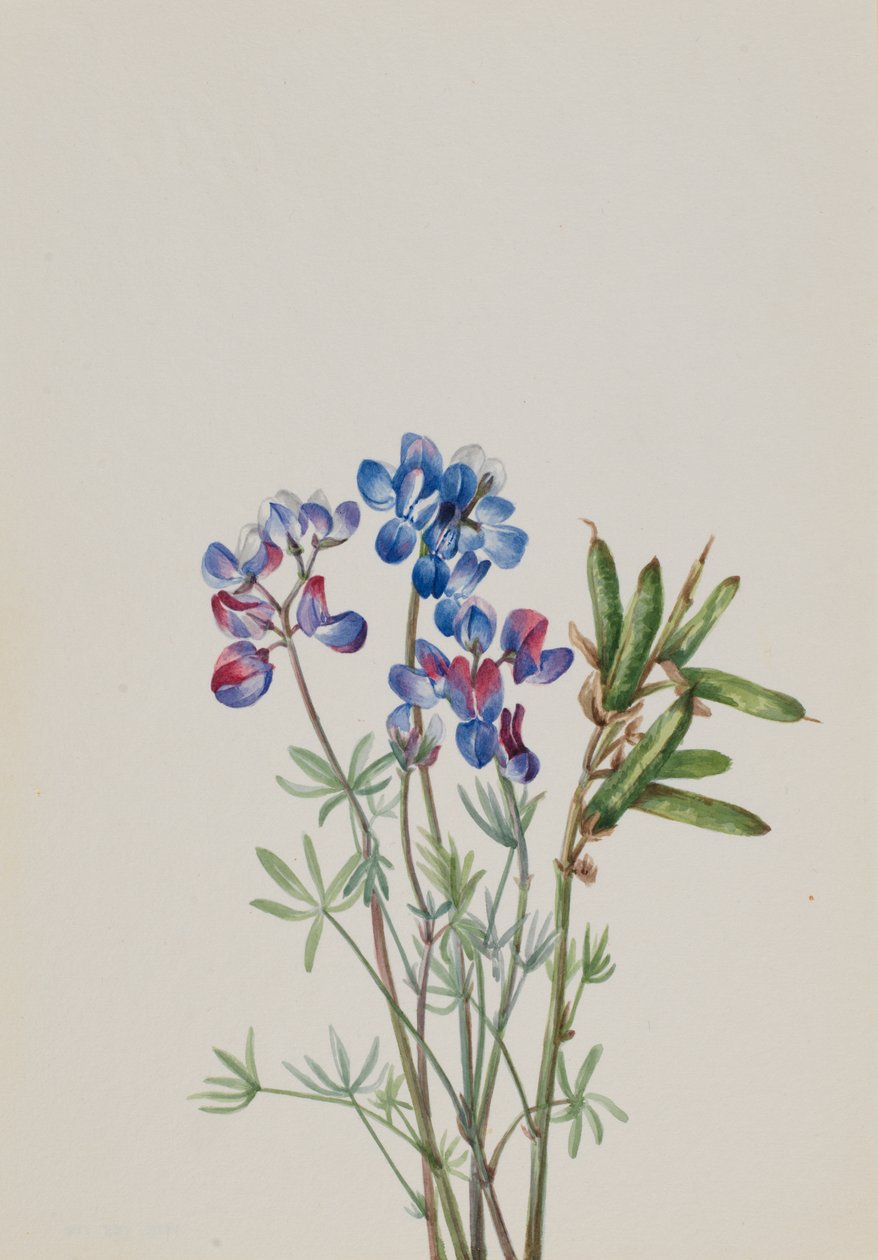 Untitled - Flower Study, n. 1900-1930. tekijältä Mary Vaux Walcott