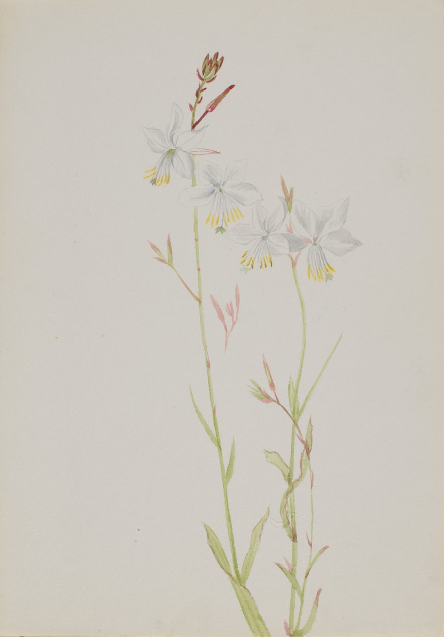 Untitled - Flower Study, n.d. tekijältä Mary Vaux Walcott