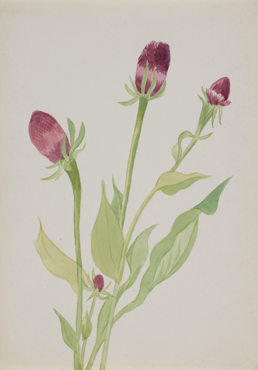 Untitled - Flower Study, n.d. tekijältä Mary Vaux Walcott