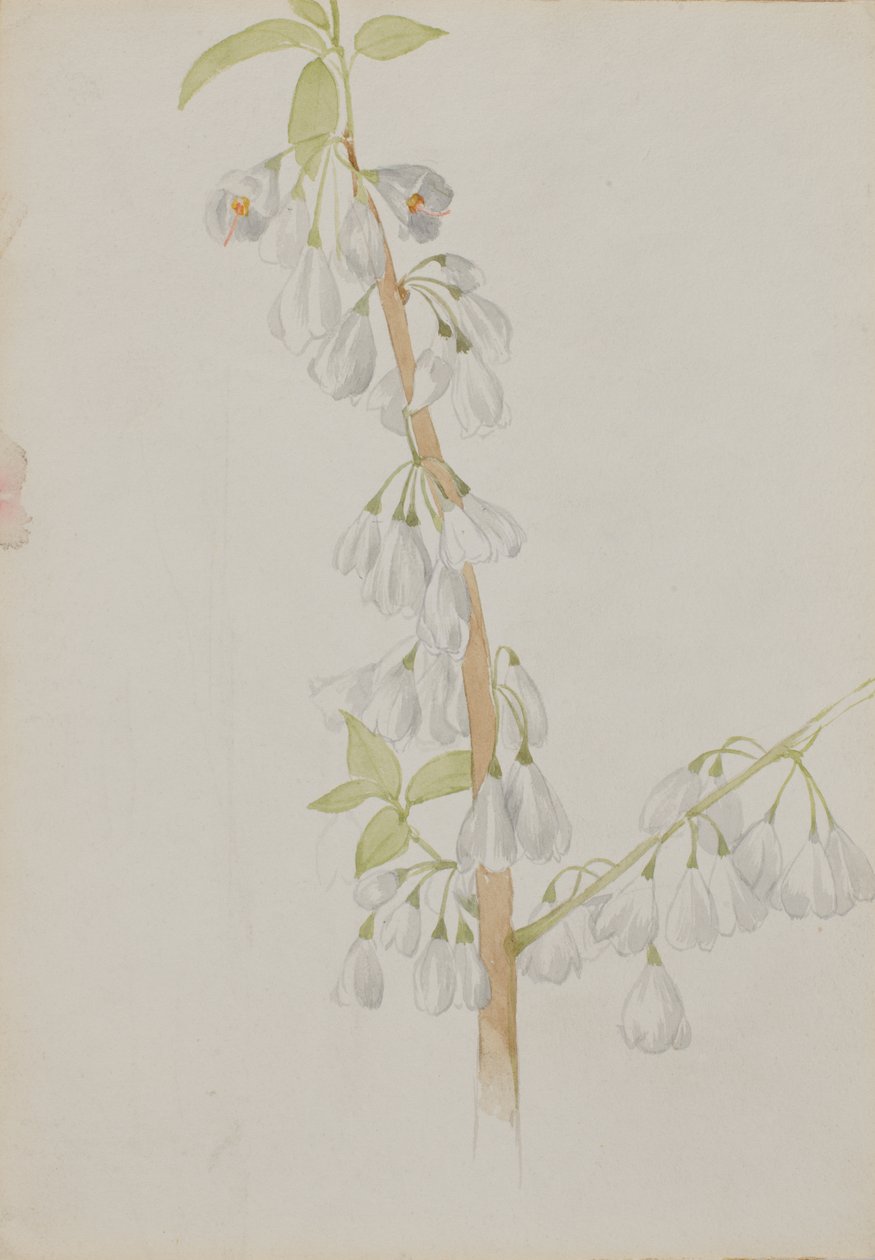 Sense títol--Estudi de flors, n.d. finlandès tekijältä Mary Vaux Walcott