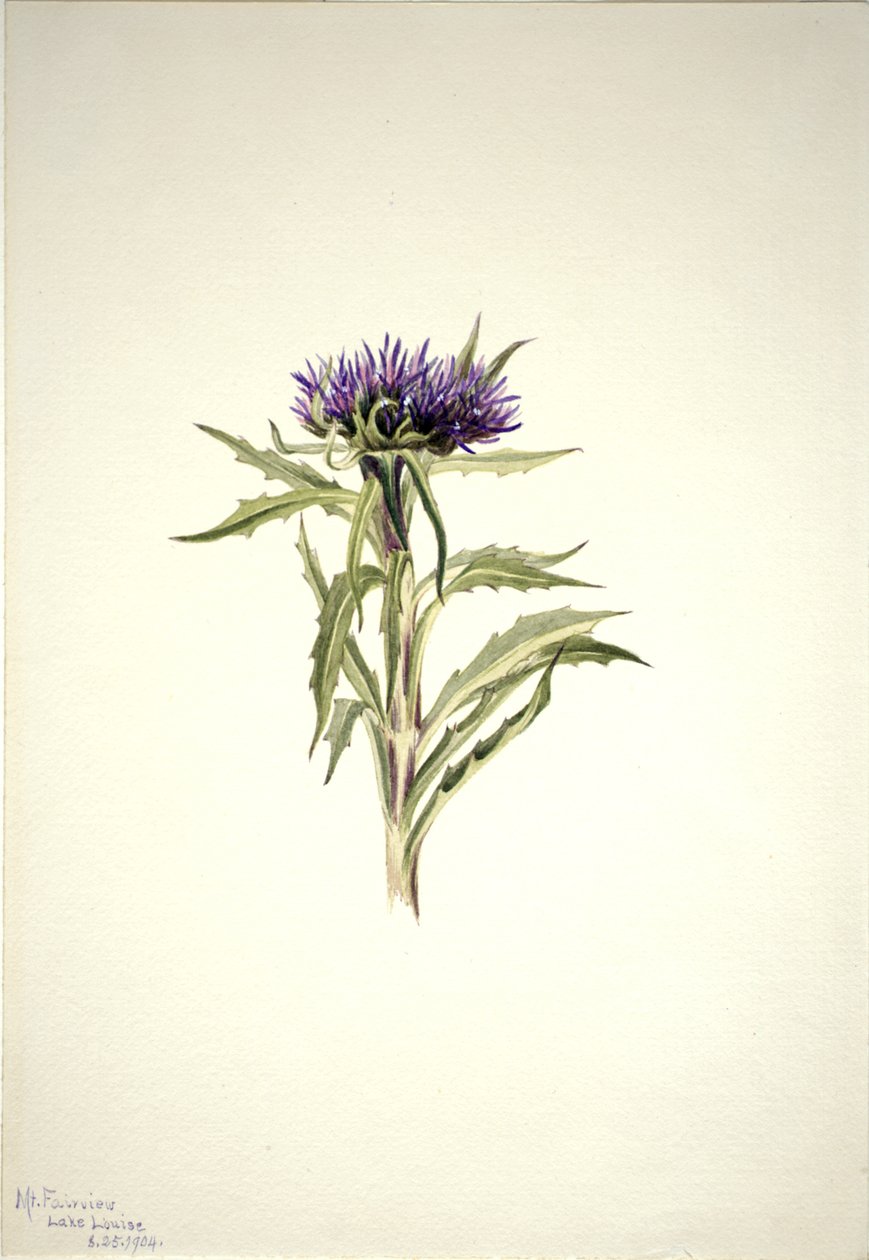 Nimetön - Kasvitutkimus, 1904. tekijältä Mary Vaux Walcott