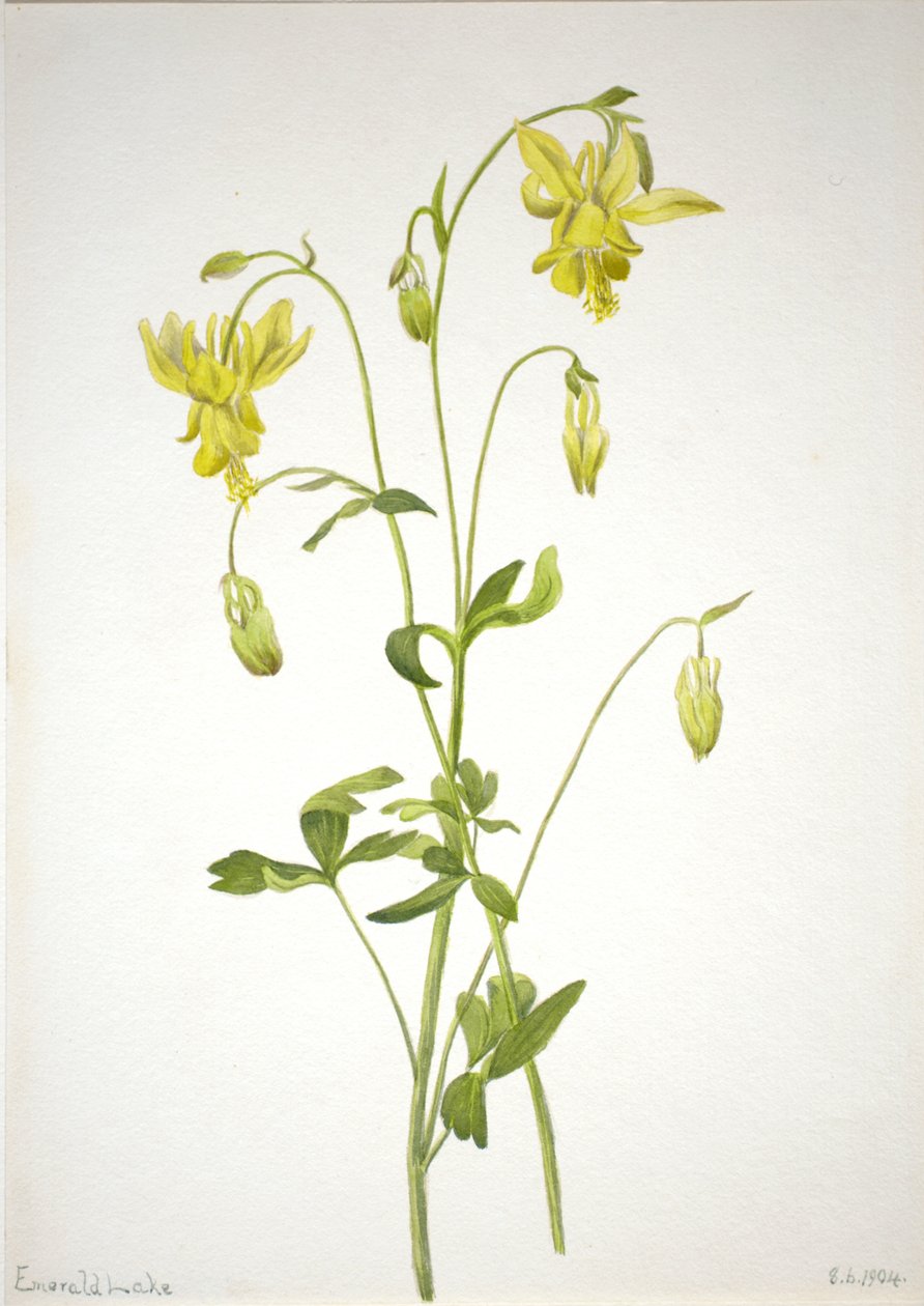 Nimetön - Kasvitutkimus, 1904. tekijältä Mary Vaux Walcott