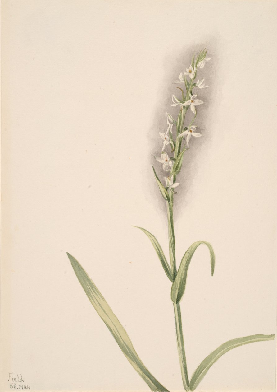 Nimetön - Kasvitutkimus, 1904. tekijältä Mary Vaux Walcott
