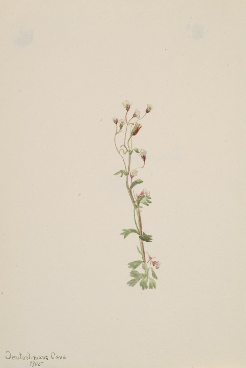 Nimetön - Kasvitutkimus, 1905. tekijältä Mary Vaux Walcott