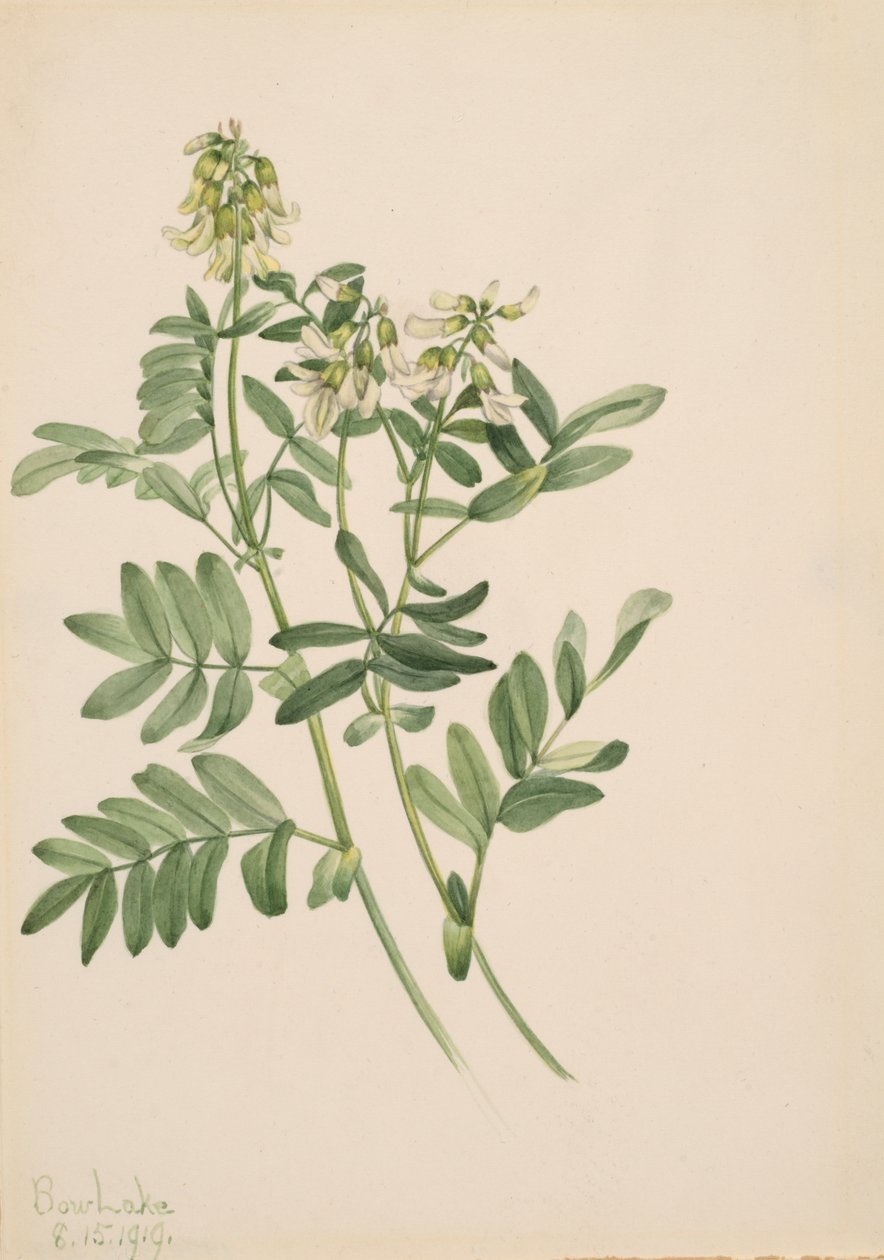 Nimetön - Kasvitutkimus, 1919. tekijältä Mary Vaux Walcott