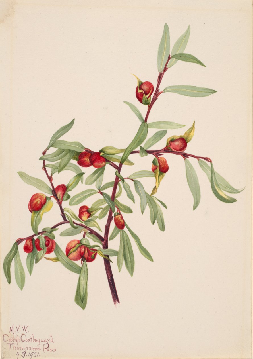 Nimetön - Kasvitutkimus, 1921. tekijältä Mary Vaux Walcott